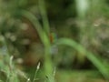 Vibgyor formed in the water droplet on grass by camera blurring