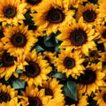 Vibrant aerial view of sunflower flower blooms in full blossom, capturing their mesmerizing beauty