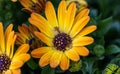 Vibrant African Daisy and African Cape Marigold in yellow and white hues