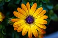 Vibrant African Daisy stands out amongst a lush green backdrop