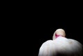 Vibrant African spoonbill bird tucked into itself on a black background