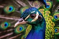 Close-up of Peacock Head in Vibrant Detail. Generative AI Royalty Free Stock Photo