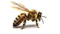 Vibrant AI generator illustration of very realistic bee isolated in white background