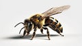 Vibrant AI generator illustration of very realistic bee isolated in white background