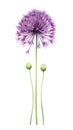 Vibrant Allium Arrangement in Modern Watercolor Style on White Background .