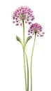 Vibrant Allium Arrangement on White Background in Modern Watercolor Style .