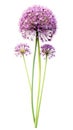 Vibrant Allium Arrangement on White Background in Modern Watercolor Style .