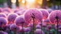 vibrant allium flowers in full bloom