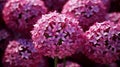 vibrant allium flowers in full bloom