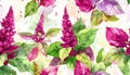 Vibrant Amaranth Flowers and Foliage Pattern Royalty Free Stock Photo