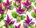 Vibrant Amaranth Flowers and Leaves Pattern Royalty Free Stock Photo