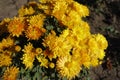Vibrant amber yellow flowers of Chrysanthemum in October Royalty Free Stock Photo