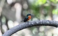 A vibrant american pygmy-kingfisher Chloroceryle aenea in Mexico