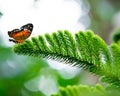 Close-up shot of a Anartia amathea butterfly perched atop a green fern