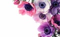 Vibrant anemones cascade down the image, their rich pinks and purples standing out against a stark background. The