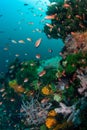 Vibrant Anthias and Coral Reef in Komodo National Park Royalty Free Stock Photo