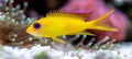 Vibrant anthias fish swimming amidst colorful corals in a saltwater aquarium environment