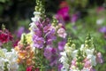Vibrant Antirrhinum flowers Royalty Free Stock Photo