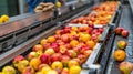 Fresh Harvest Apples and Oranges Flowing Along Conveyor Belt at Food Processing Facility Royalty Free Stock Photo