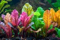 Vibrant Aquatic Plant Life Underwater Colorful Freshwater Aquarium Landscape with Healthy Vegetation Royalty Free Stock Photo