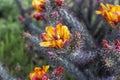 Close Up Vibrant Arizona Desert Cactus Flower Blooming Royalty Free Stock Photo