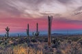 Vibrant Arizona Desert Sunrise Landscape With Dead Cactus Royalty Free Stock Photo