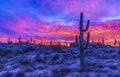 Vibrant Arizona Sunrise With Cactus On Ridge