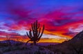 Vibrant Arizona Sunrise Landscape With Cactus Silhouette Royalty Free Stock Photo