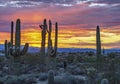 Vibrant Arizona sunset with Saguaro cactus in background