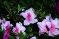 Vibrant array of colorful Azalea flowers in bloom, adorned with glistening water droplets