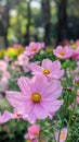 Vibrant Array of Cosmo Flowers Blooming in a Lush Garden During Springtime