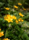 Vibrant array of creeping buttercup (Ranunculus repens) flowers in woods Royalty Free Stock Photo