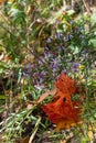 Vibrant array of flowers against a backdrop of a red autumn leaf, creating a beautiful contrast