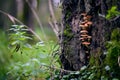 Vibrant array of mushrooms are growing on the bark of a tree on a lush island landscape