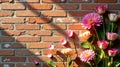 A vibrant array of pink blossoms, delicately arranged against a textured brick wall, bathed in the warm glow of sunlight casting Royalty Free Stock Photo