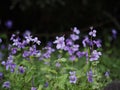 Vibrant array of purple Orychophragmus violaceus flowers with lush green foliage