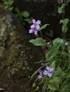 Vibrant array of purple Orychophragmus violaceus flowers with lush green foliage