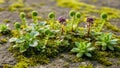 Of small plants including succulents and mosses growing on a rocky Royalty Free Stock Photo