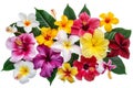 A vibrant array of tropical flowers, such as hibiscus and plumeria, arranged on a stark white canvas.