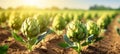 Vibrant artichoke harvest on a sun kissed open plantation during a delightful summer day.