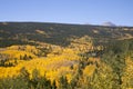 Vibrant Aspen Stand Royalty Free Stock Photo