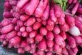 Vibrant assortment of fresh red radishes neatly arranged in a visually appealing stack