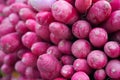 Vibrant assortment of fresh red radishes neatly arranged in a visually appealing stack