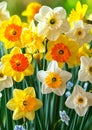 Vibrant Assortment of Spring Daffodils in Full Bloom. Spring flowers Royalty Free Stock Photo