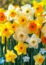 Vibrant Assortment of Spring Daffodils in Full Bloom. Spring flowers Royalty Free Stock Photo