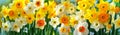 Vibrant Assortment of Spring Daffodils in Full Bloom. Spring flowers. banner Royalty Free Stock Photo