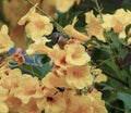 Vibrant assortment of Weigela middendorfiana flowers in full bloom Royalty Free Stock Photo