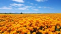 Vibrant Australian Landscape: Yellow Flower Field With Blue Sky