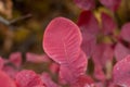 Vibrant Autumn Canopy: Red Leaves of Cotinus in the Grace Smokebush Forest Royalty Free Stock Photo