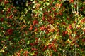 Vibrant Autumn Close-Up: Hawthorn Bush with Red Ripe Berries in Meadow Sunlight Royalty Free Stock Photo